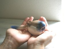 画像8: 【美品】B&G(Bing & Grondahl)  陶器の鳥の置物 (8)