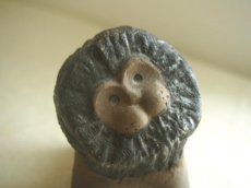 画像5: 北欧ヴィンテージ　Upsala Ekeby ウプサラ エクビー 陶器のライオンの置物 (5)